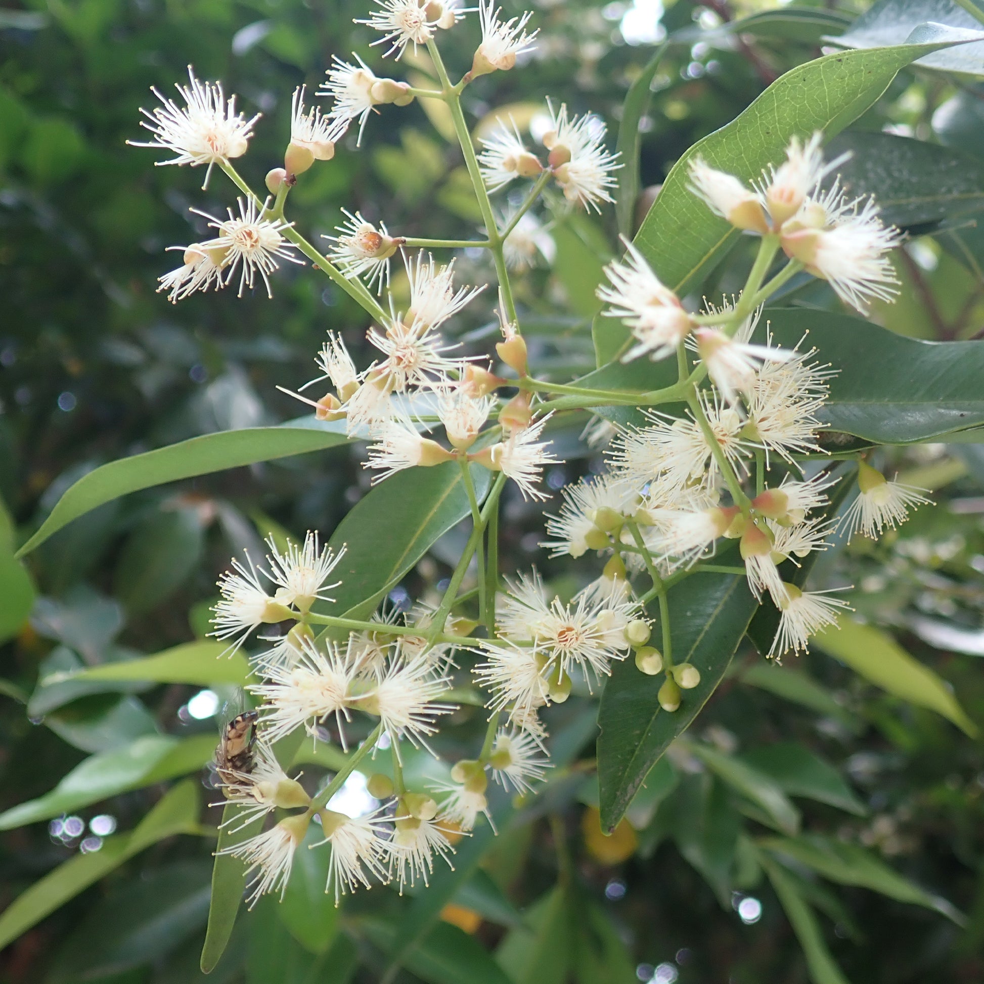 Eugenia myrtifolia 'Newport'/Australische kers 'Newport' - Eugenia myrtifolia Newport - Bakker