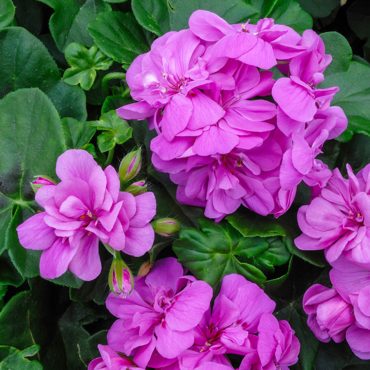 Hangende geranium dubbel paars - Pelargonium peltatum lilac - Bakker