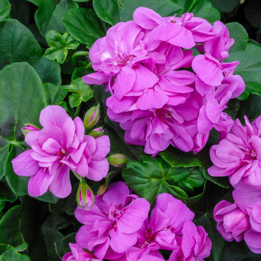 Hangende geranium dubbel paars - Bakker