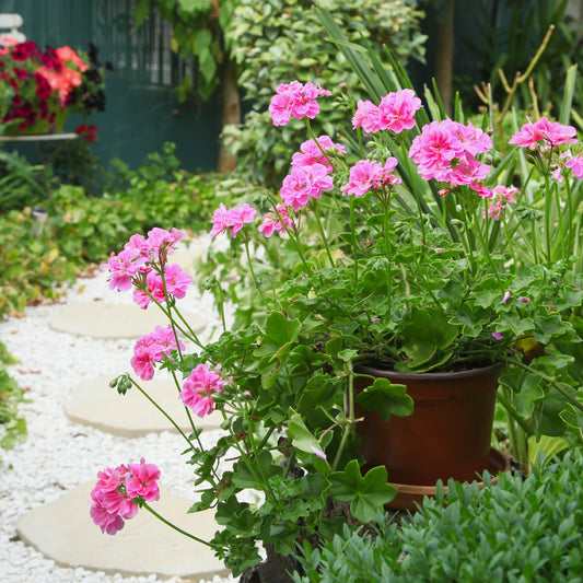 Hangende geranium dubbel roze - Bakker