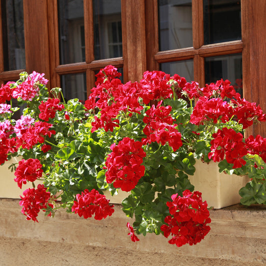 Hangende geranium dubbel rood - Bakker