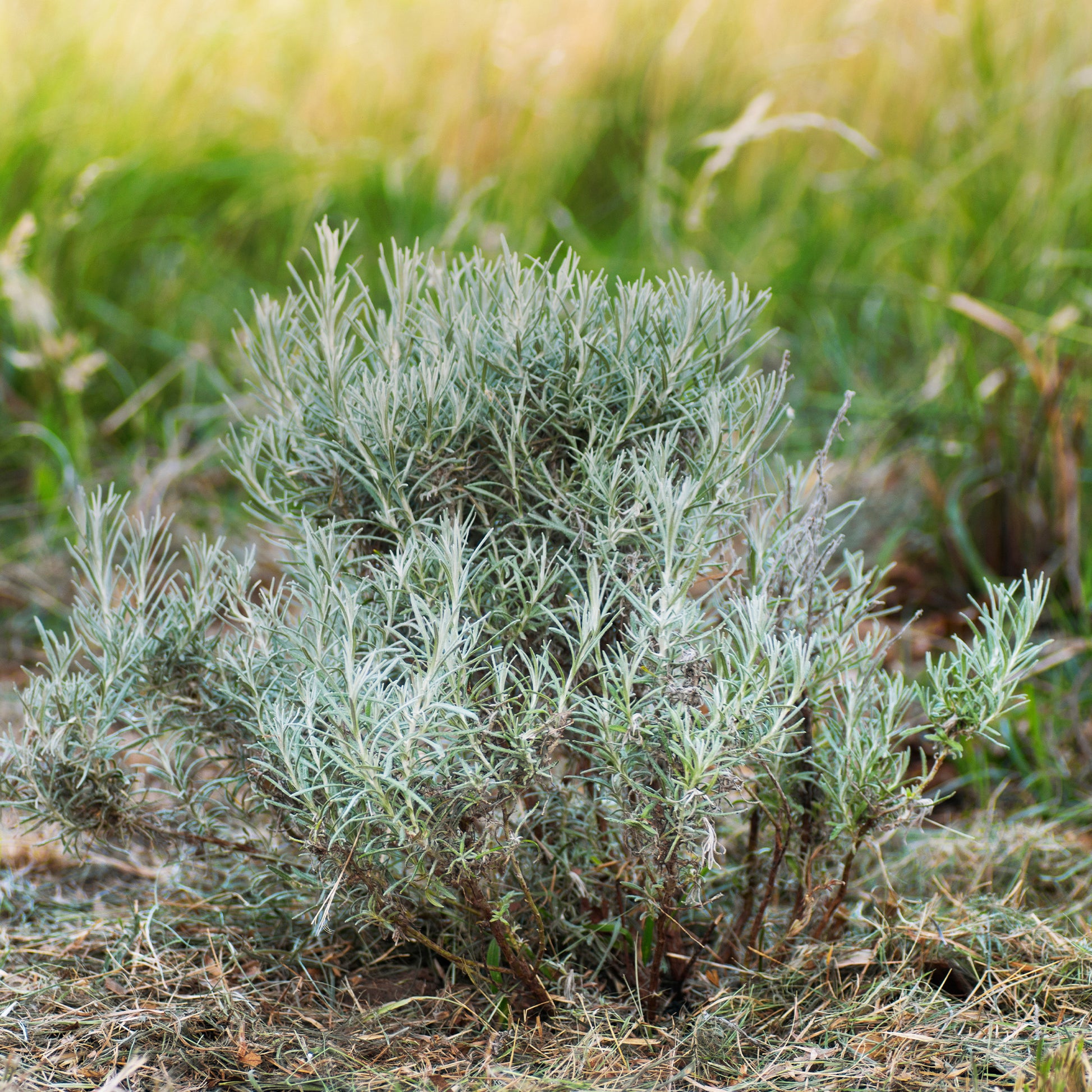 Kerrieplant 'Aladin' - Helichrysum italicum Aladin - Bakker