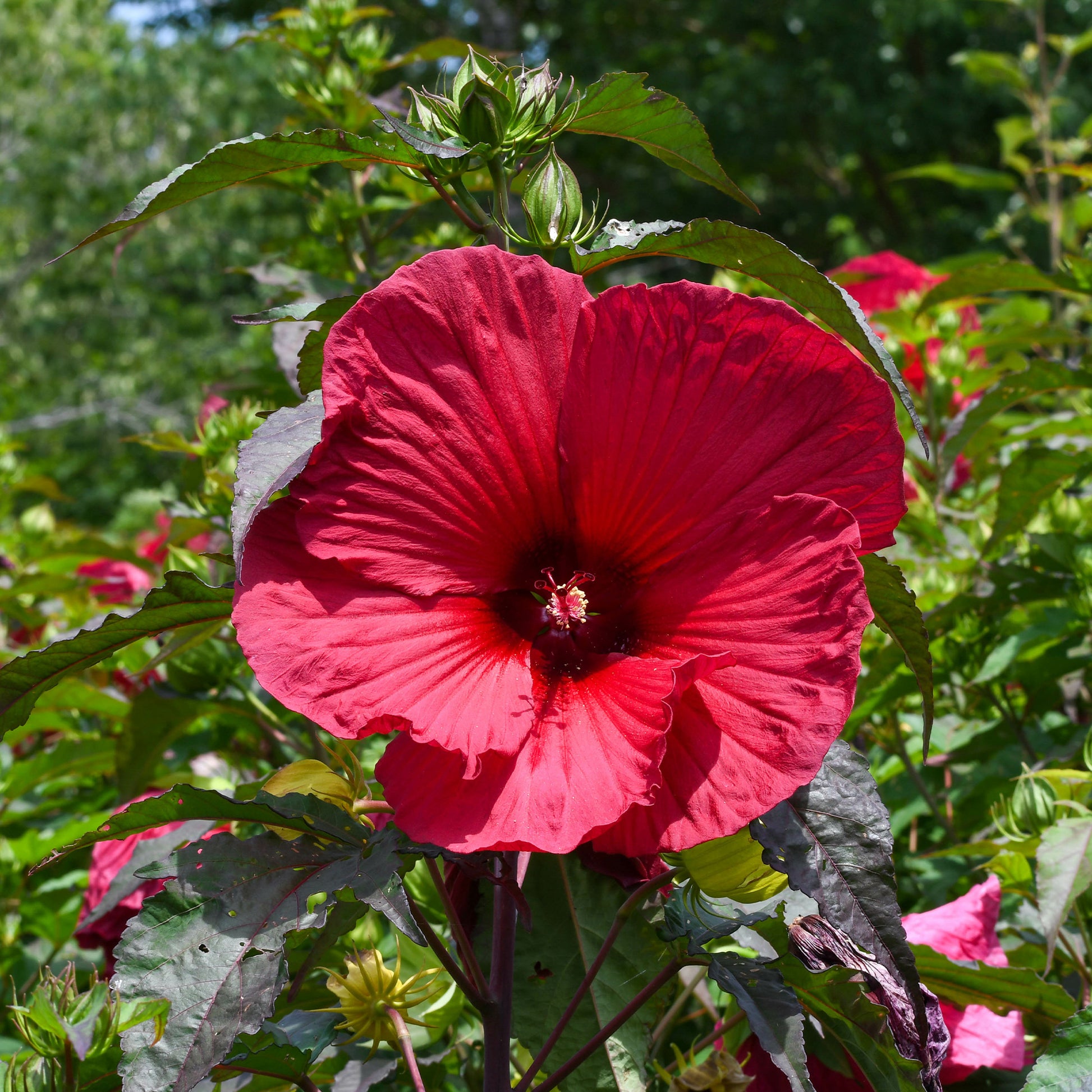 Hibiscus 'Carousel Geant Red'® / Altheastruik - Bakker