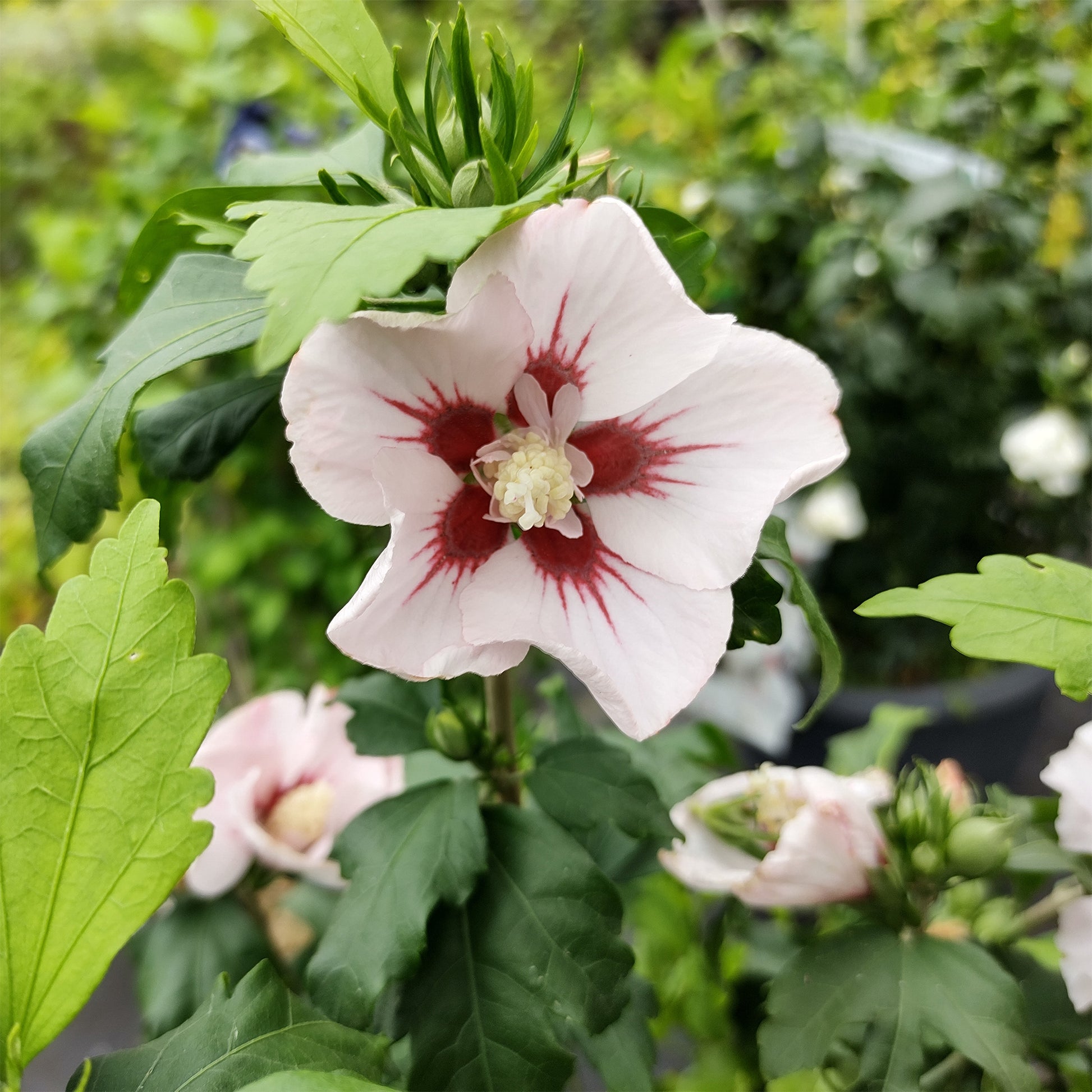 Hibiscus syriacus Hamabo - Hibiscus syriacus Hamabo - Bakker