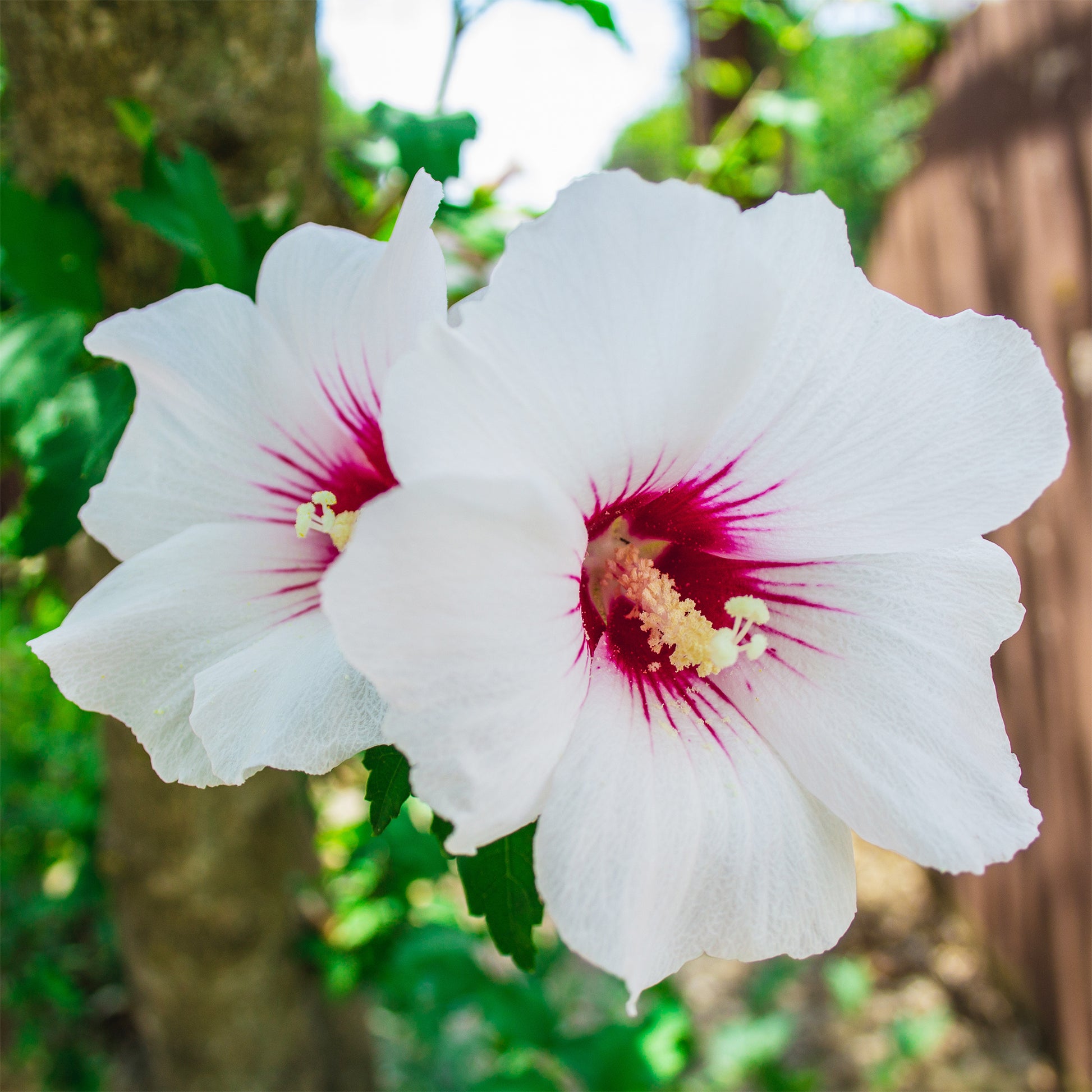 Hibiscus syriacus rood hart - Bakker