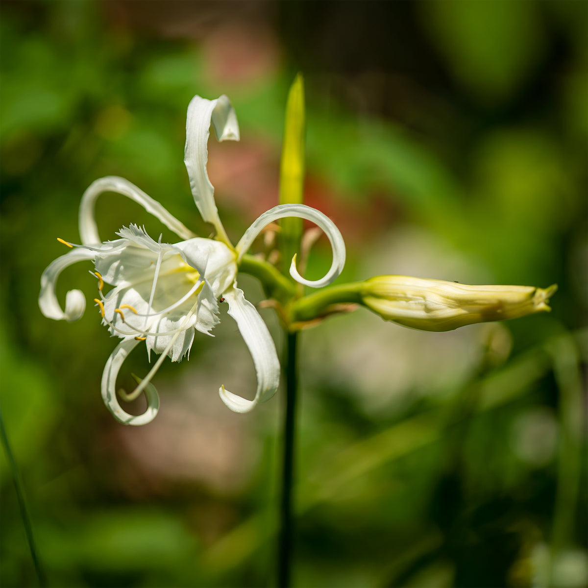 Bollen witte ismene/spinlelie  (x3) - Hymenocallis longipetala - Bakker