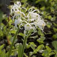 Bollen Ismene Festalis/Peruaanse narcis (x3) - Hymenocallis x festalis - Bakker