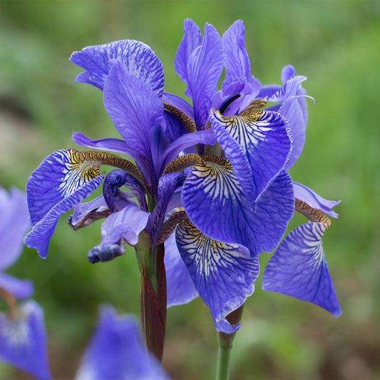 Iris pseudacorus 'Blue' / Moerasiris - Bakker