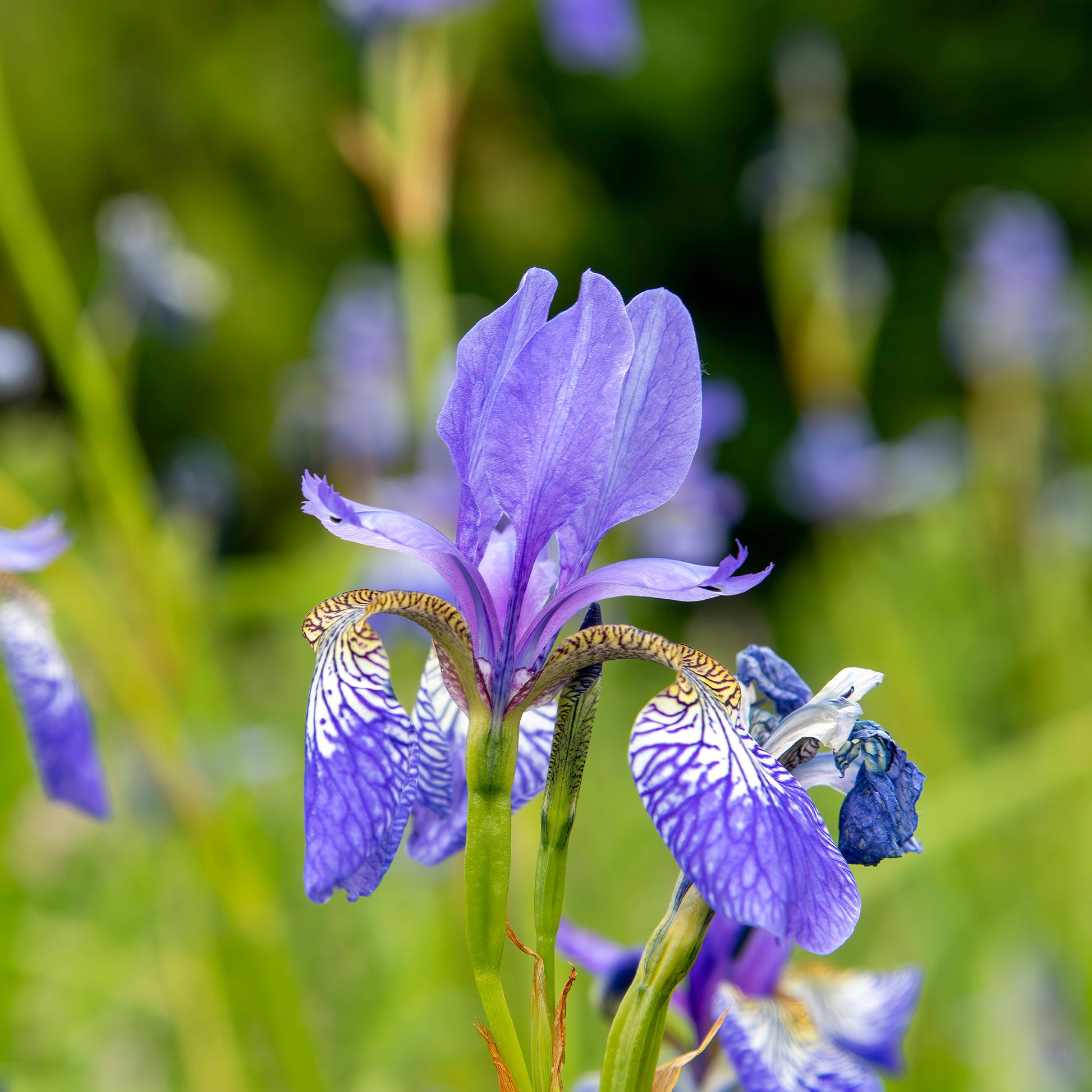 Iris siberica 'Fran's Gold' / Siberische lis - Iris siberica Fran's Gold ® - Bakker