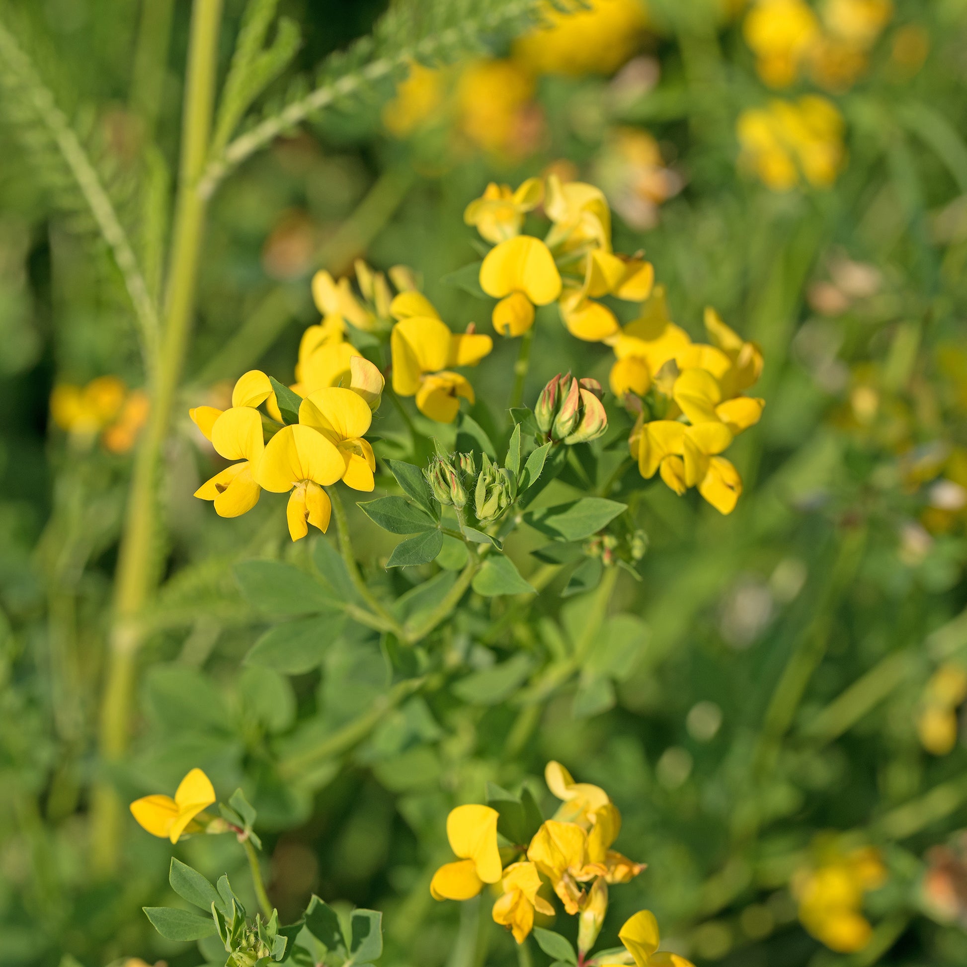 Lotus corniculatus - Gewone rolklaver - Wilde tuinplanten