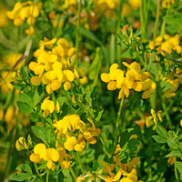 Gewone rolklaver - Lotus corniculatus - Bakker