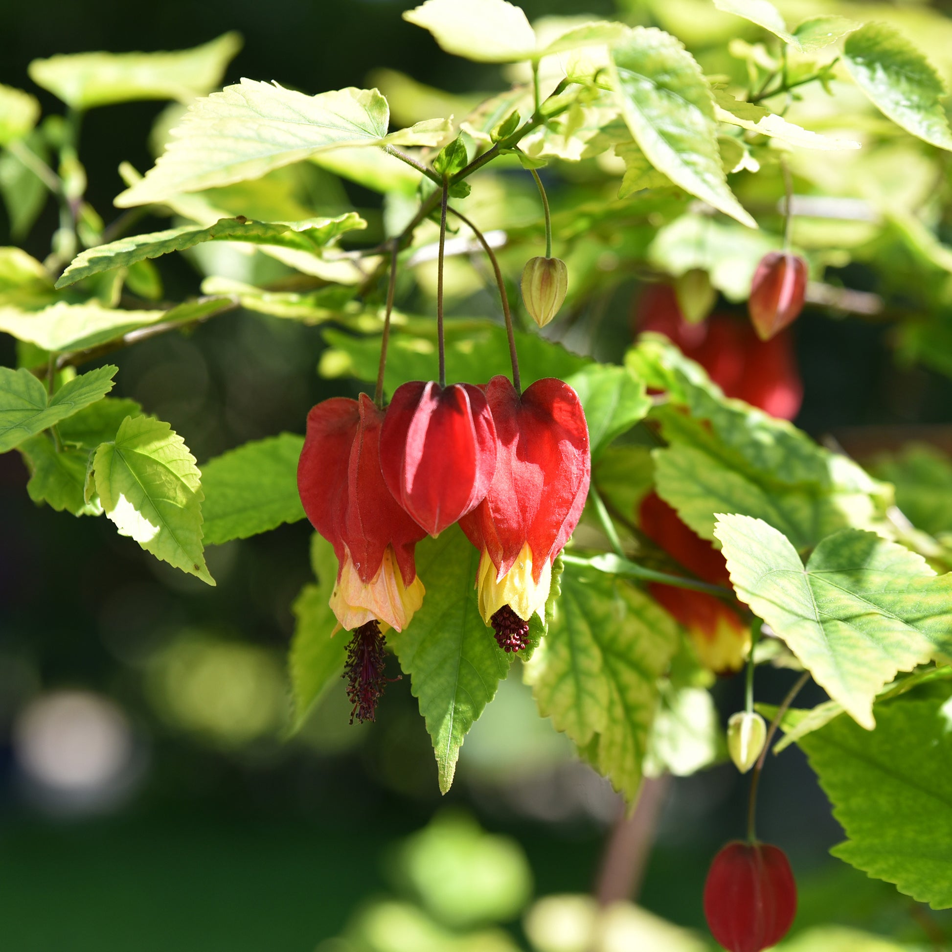 Abutilon megapotamicum - Wintergroene lantaarn - Bloeiende heesters