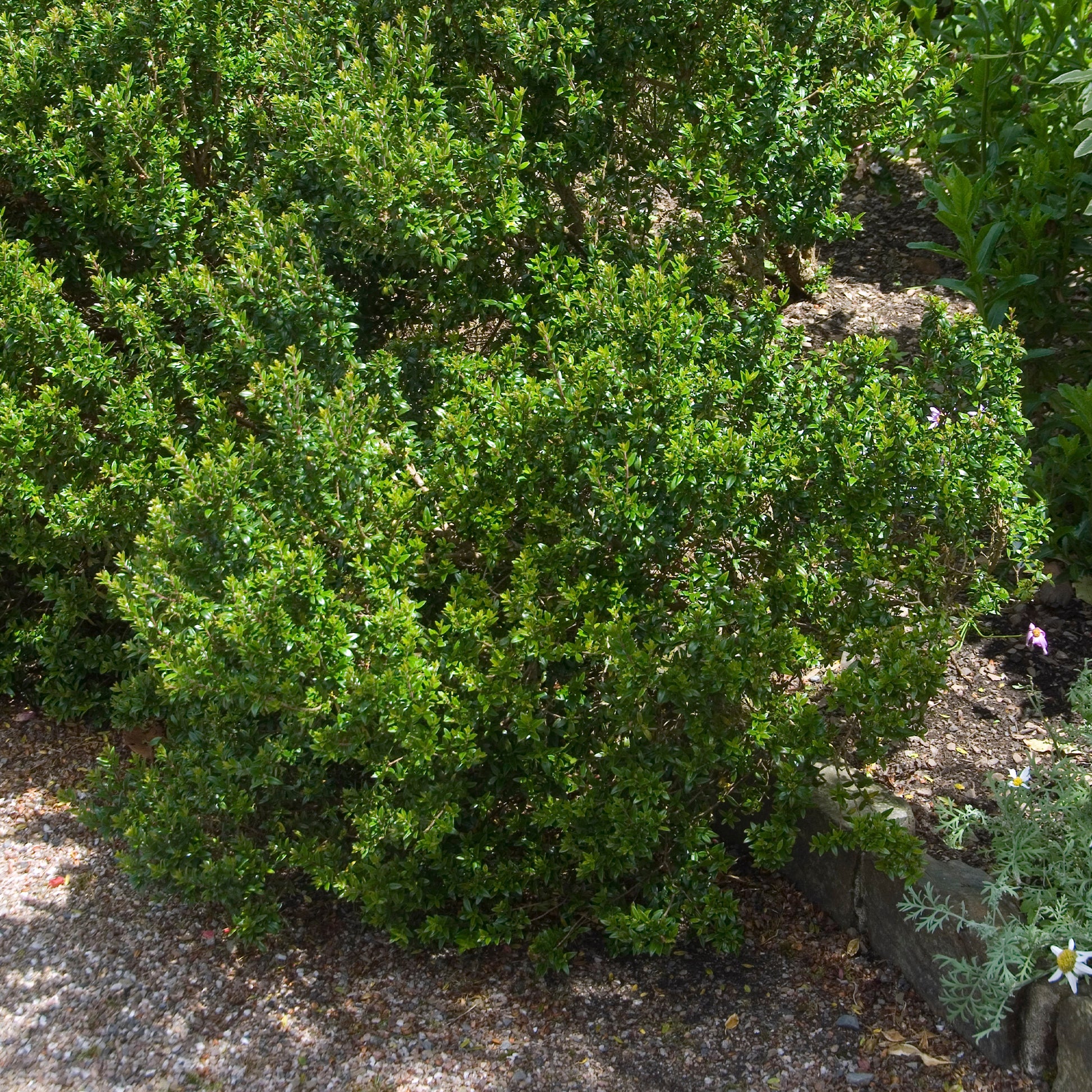 Myrtus communis Tarentina - Taranto mirte - Mediterrane planten