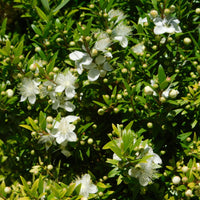 Taranto mirte - Myrtus communis Tarentina - Bakker