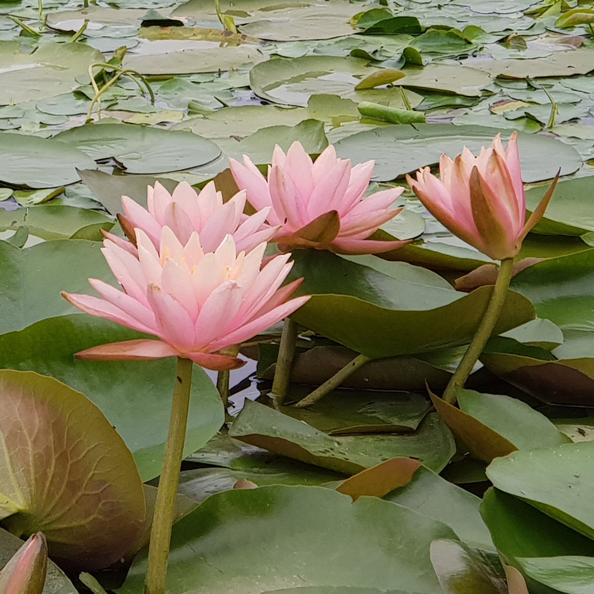 Nymphaea Colorado - Waterlelie 'Colorado' - Waterlelies