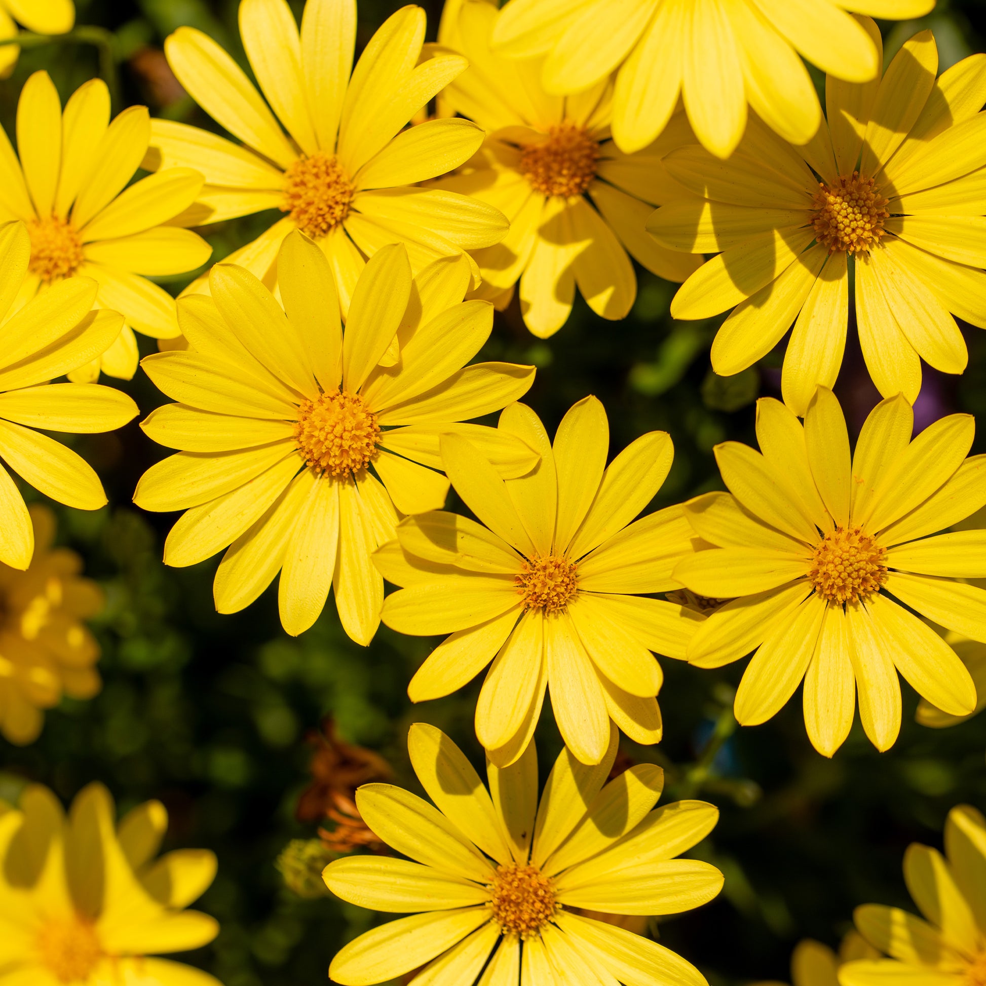 Osteospermum jaune - Gele kaapse margriet - Balkon- en terrasplanten voor pot en bak