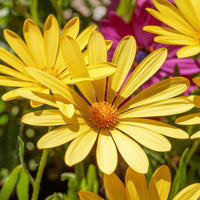 Gele kaapse margriet - Osteospermum jaune - Bakker