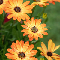 Koranje kaapse margriet - Bakker
