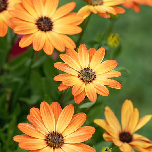 Oranje kaapse margriet - Bakker