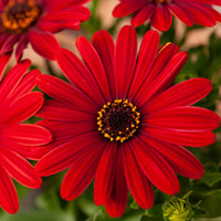 Rode kaapse margriet  - Osteospermum rouge - Bakker