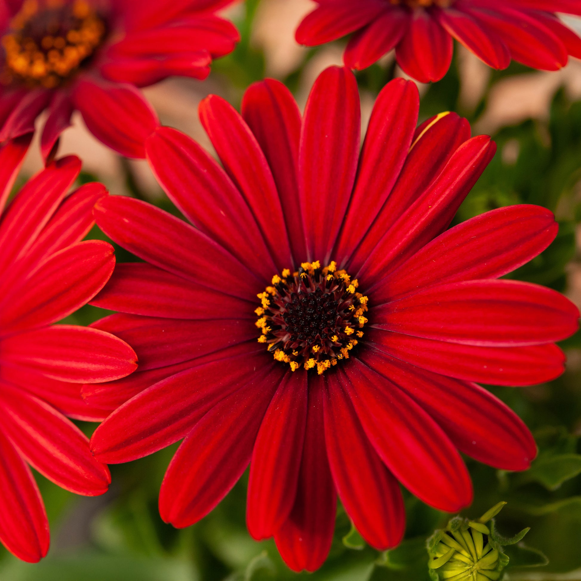 Rode kaapse margriet  - Osteospermum rouge - Bakker