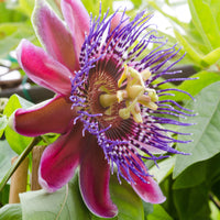 Passiflora alata - Wilde grenadille/gevleugelde passiebloem - Passiebloem