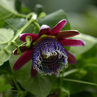 Wilde grenadille/gevleugelde passiebloem - Passiebloem - Bakker