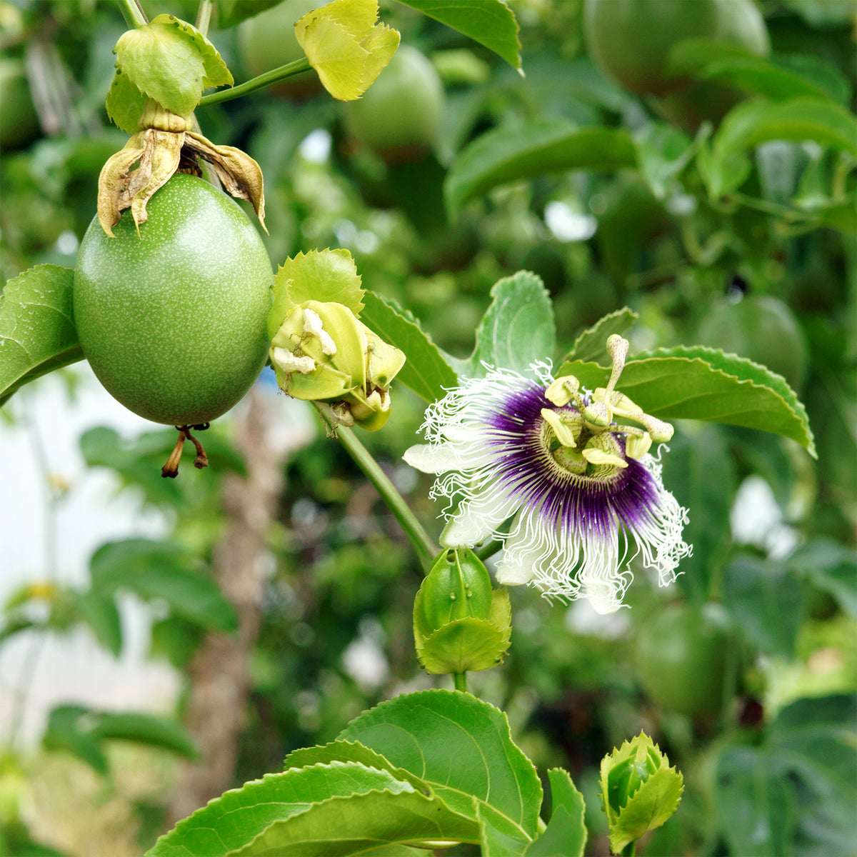 Passievrucht (Granadilla) - Bakker
