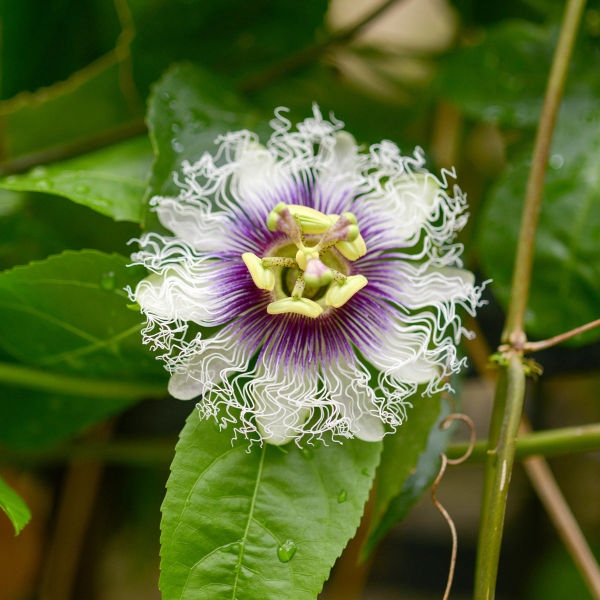 Passievrucht (Granadilla) - Passiflora edulis - Bakker