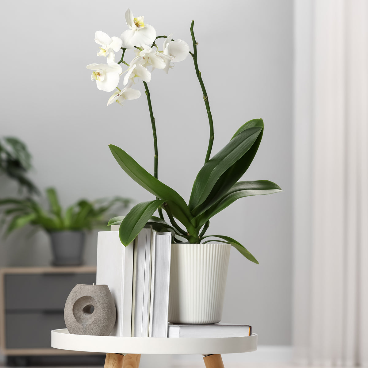Witte vlinderorchidee - Bakker