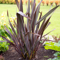 Phormium Black Adder ® - Phormium tenax Black Adder ® - Bakker