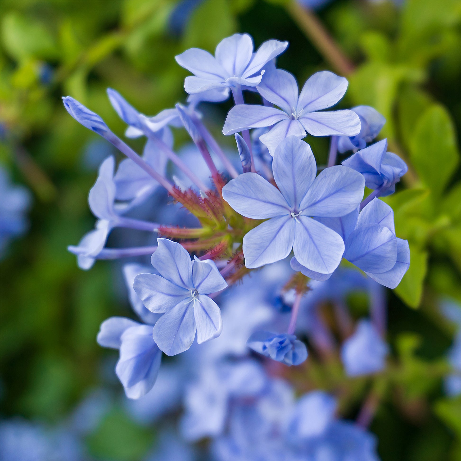 Dentelaire du Cap Donkerblauw/Plumbago Donkerblauw - Bakker