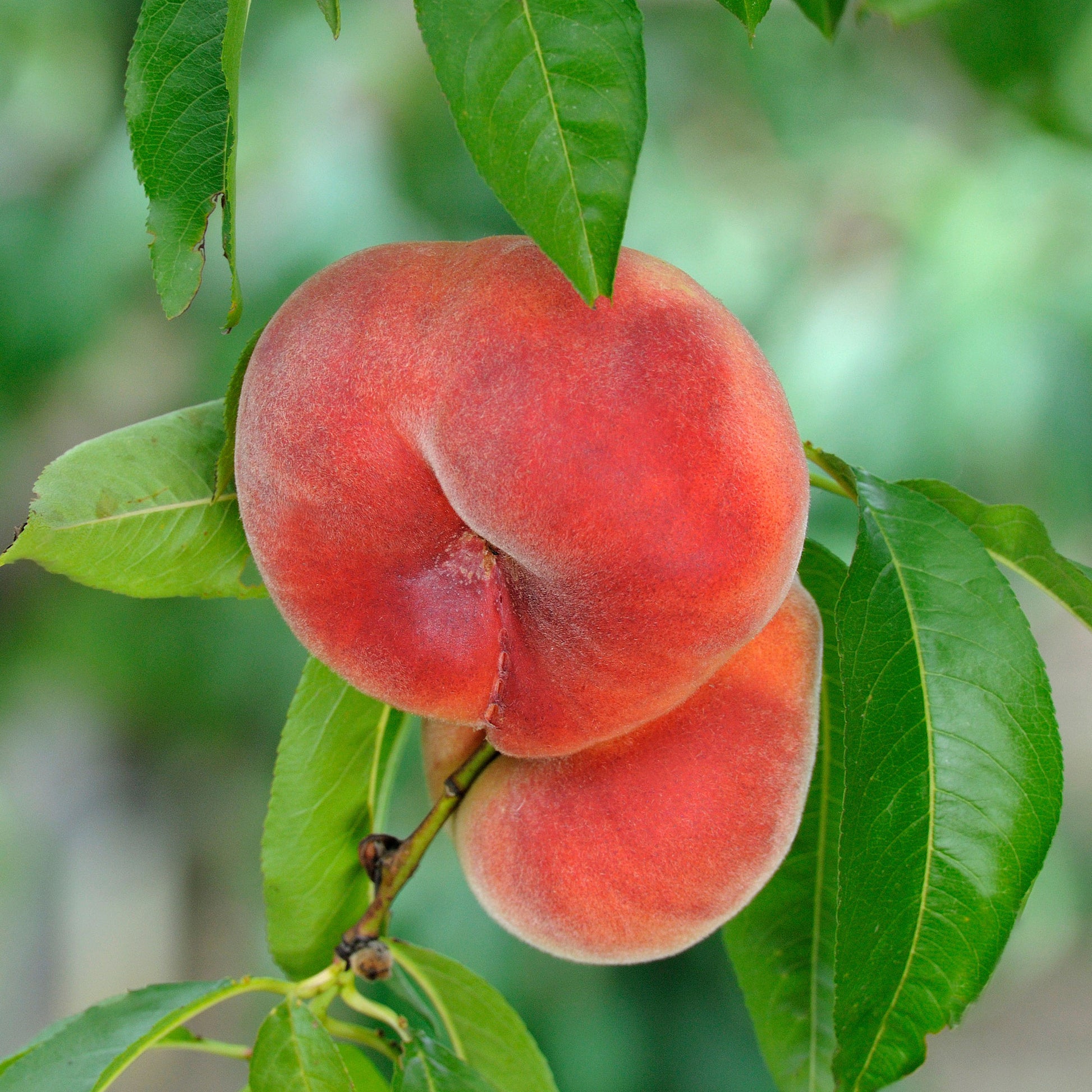 Verkoop Platte perzik Saturn