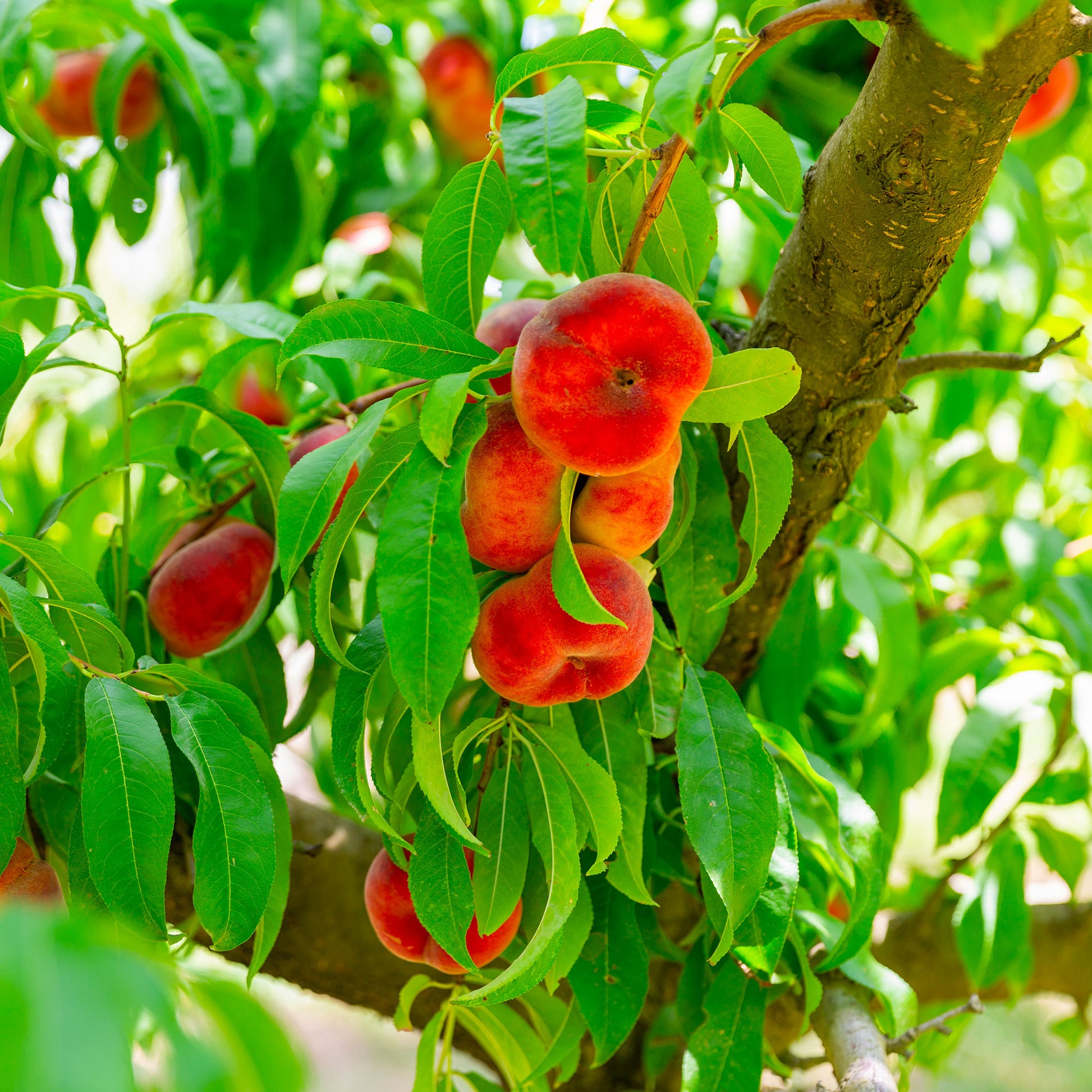 Platte perzik Saturn - Perzikbomen - Bakker