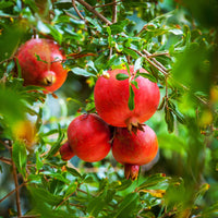 Punica granatum - Granaatappelboom - Fruitbomen