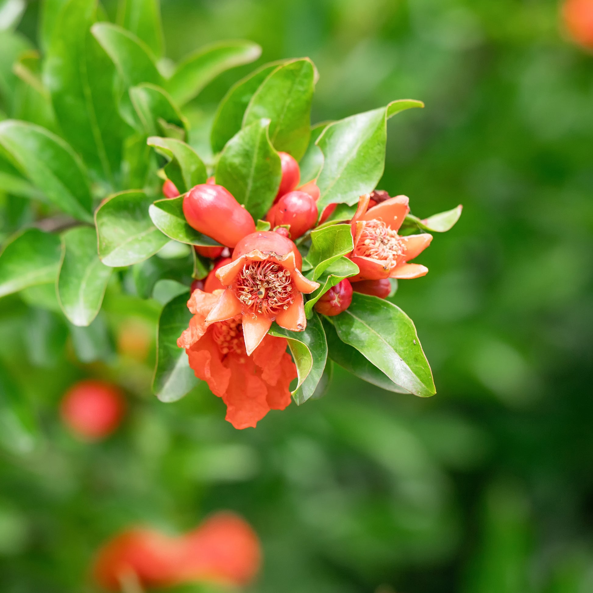 Granaatappelboom - Punica granatum - Bakker