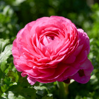 Roze ranonkel (10x) - Ranunculus asiaticus Pink - Bakker