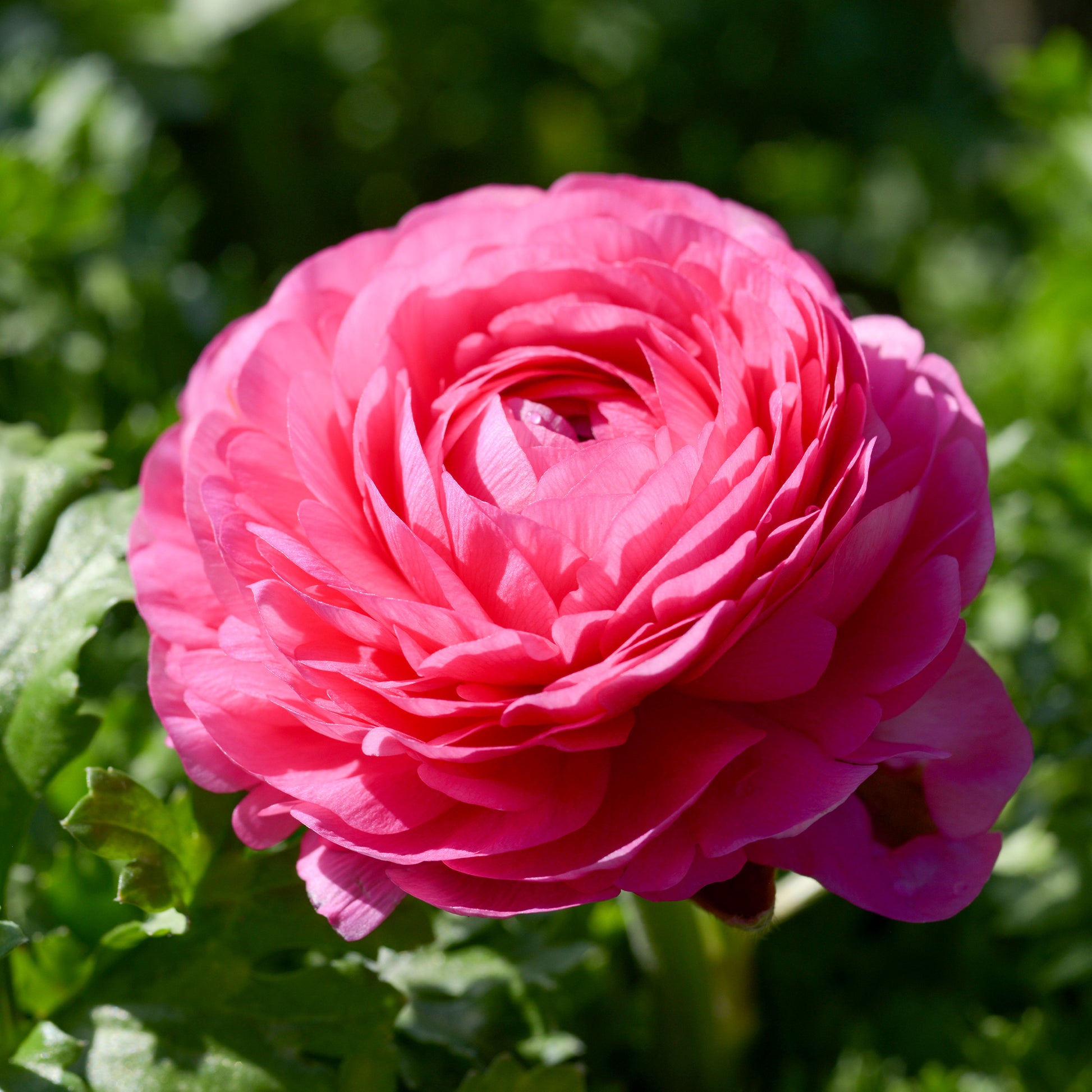 Roze ranonkel (10x) - Ranunculus asiaticus Pink - Bakker