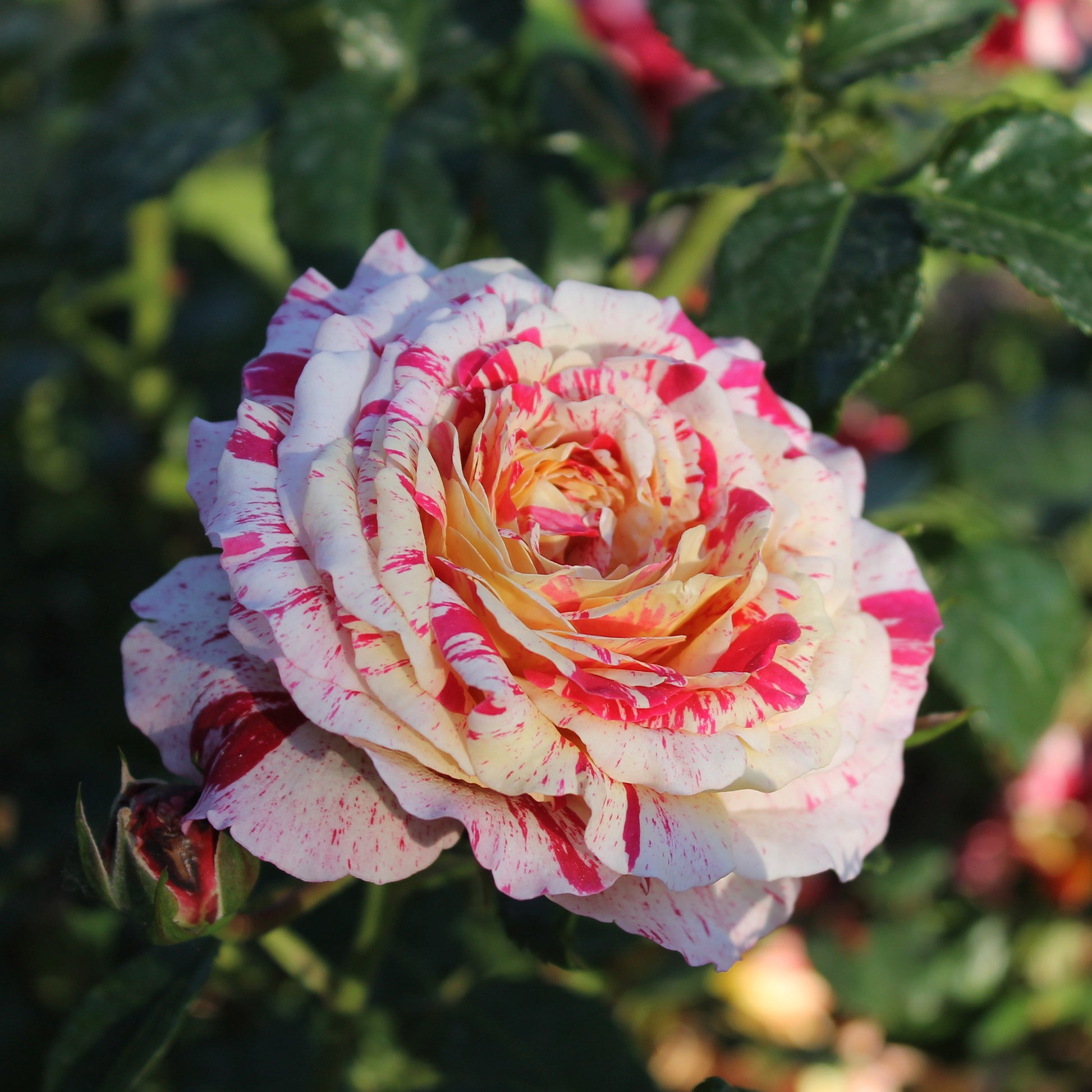 Rosa Abracadabra® Koramsaro - Trosroos Abracadabra - Rozen