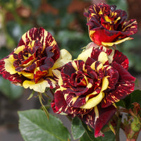 Trosroos Abracadabra - Rosa Abracadabra® Koramsaro - Bakker
