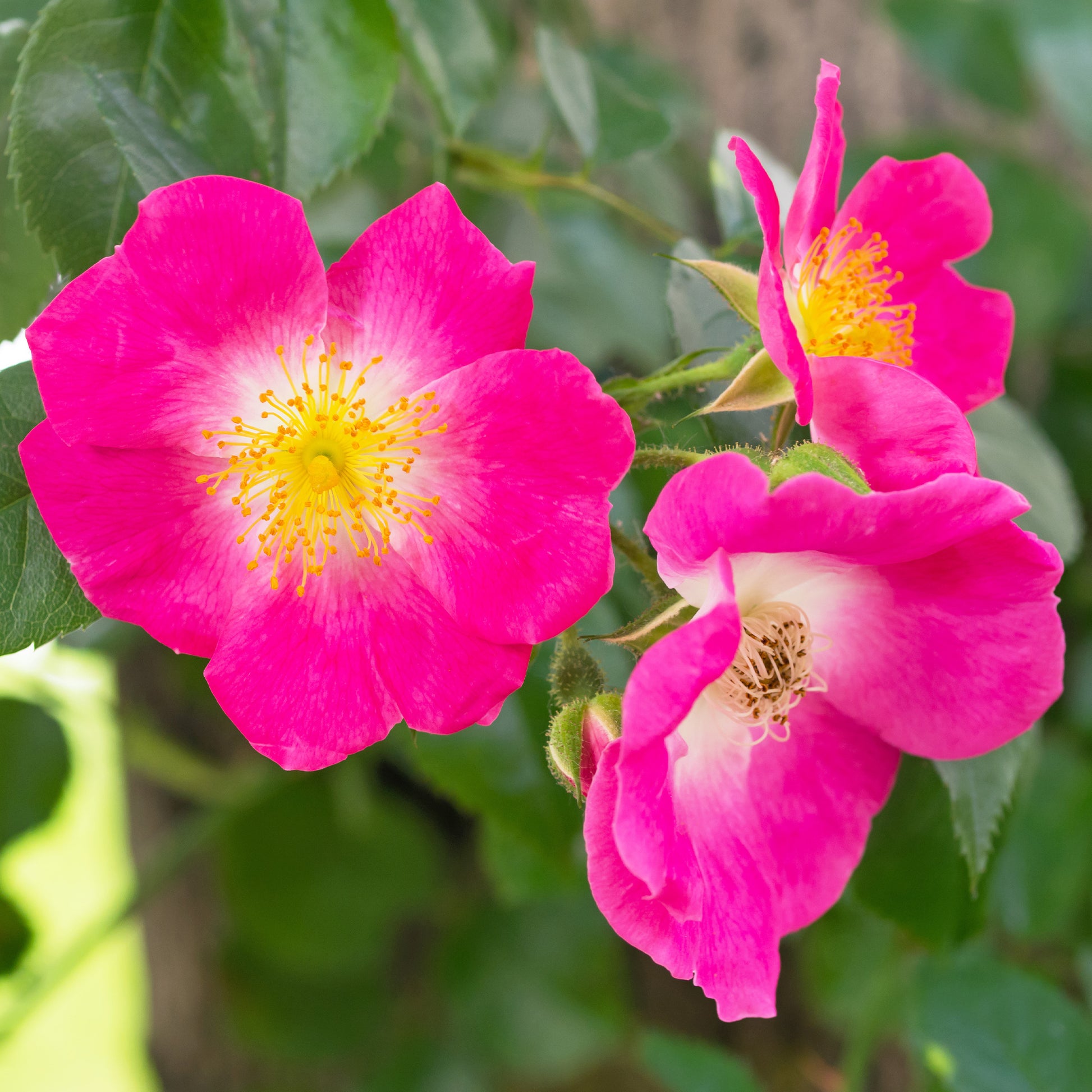 Liaanroos American Pillar - Rosa wichuraiana American Pillar - Bakker