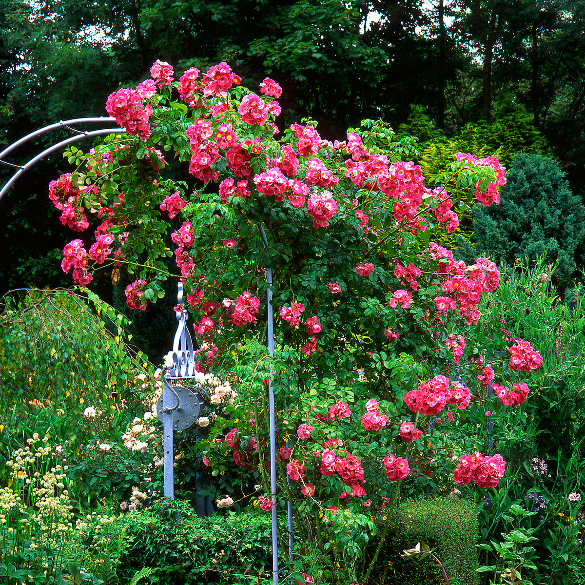 Liaanroos American Pillar - Rosa wichuraiana American Pillar - Bakker