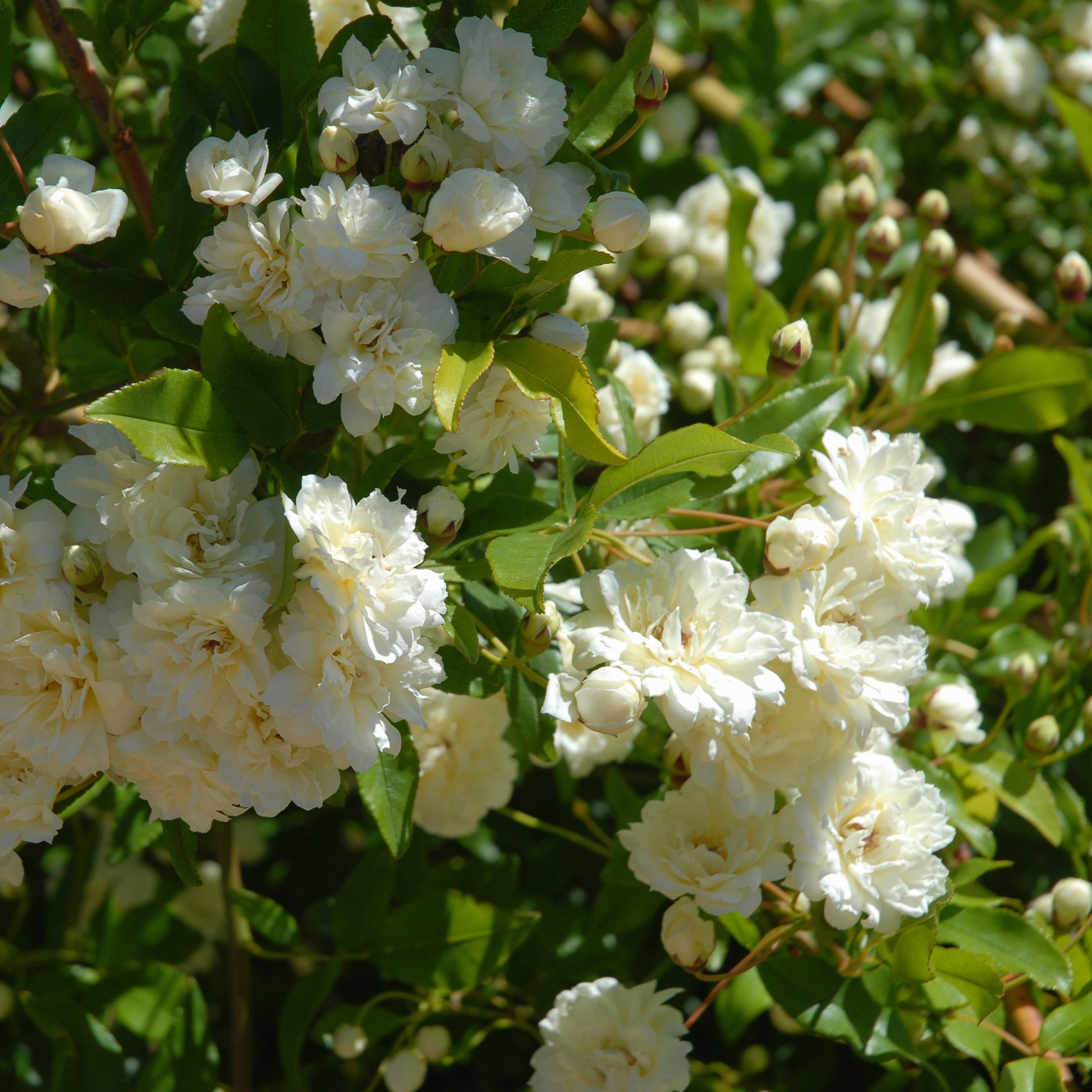 Klimroos Alba Plena - Rosa banksiae Alba Plena - Bakker