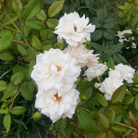 Klimroos Banks Alba Plena - Rosa banksiae Alba Plena - Bakker