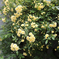 Rosa banksiae Lutea - Klimroos Banks geel - Klimrozen