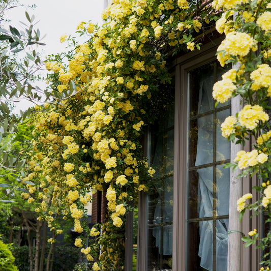 Klimroos Lutea - Bakker