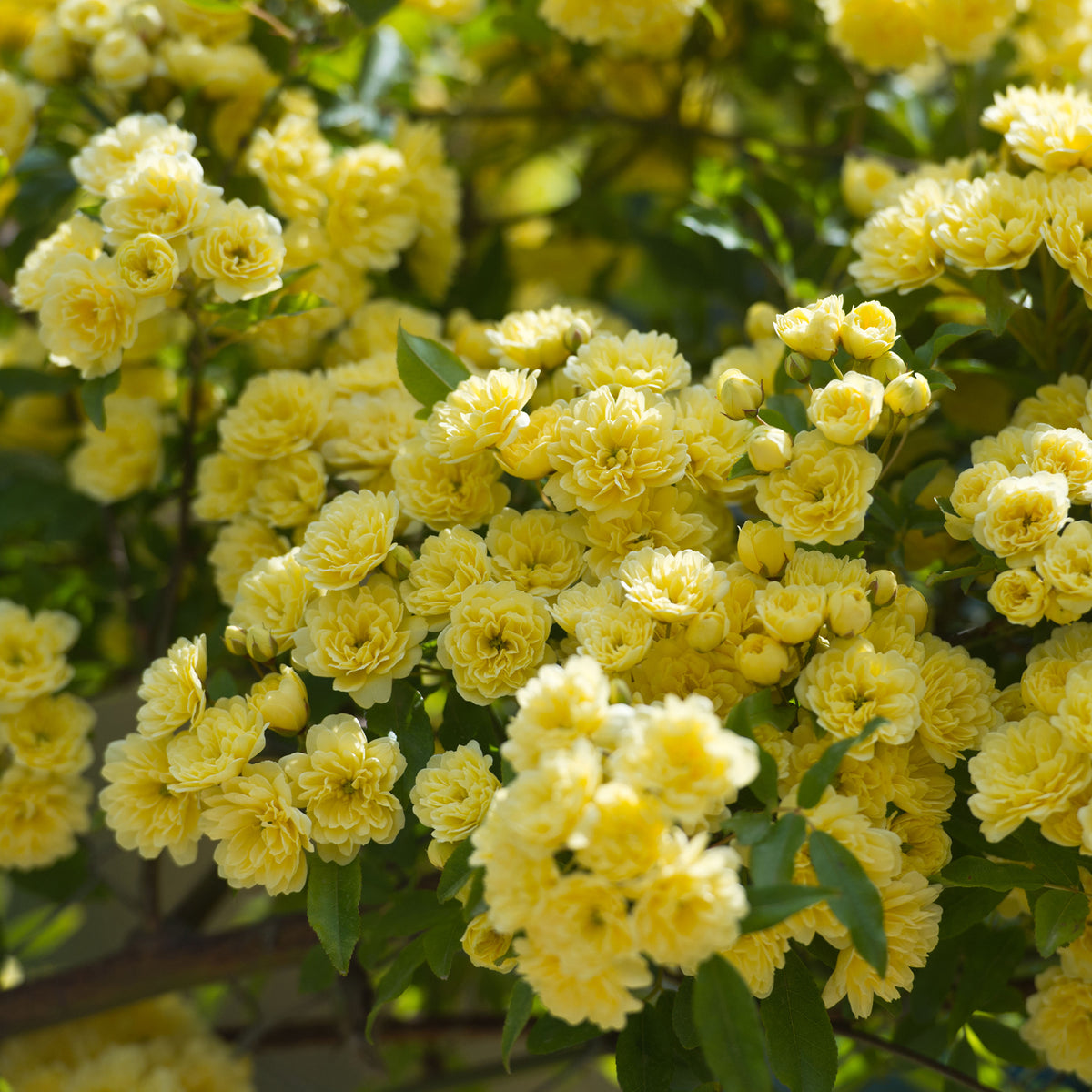 Klimroos Banks geel - Rosa banksiae Lutea - Bakker
