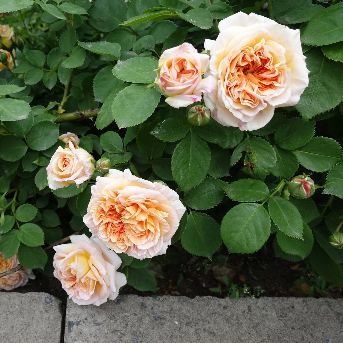Klimroos Bathsheba® - Rosa Bathsheba® Auschimbley - Bakker