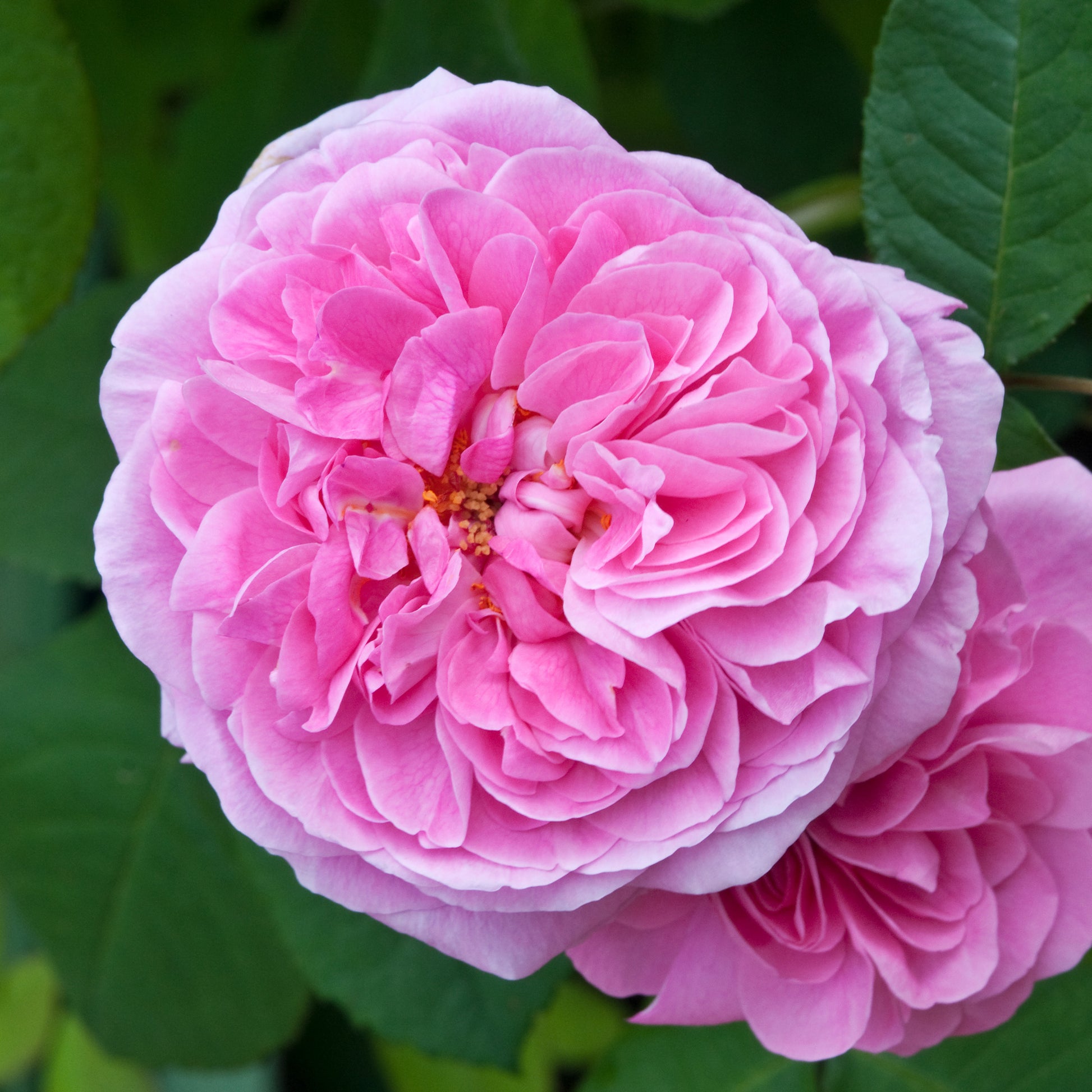 Rosa Gertrude Jekyll® Ausbord - Klimroos Gertrude Jekyll® - Rozen