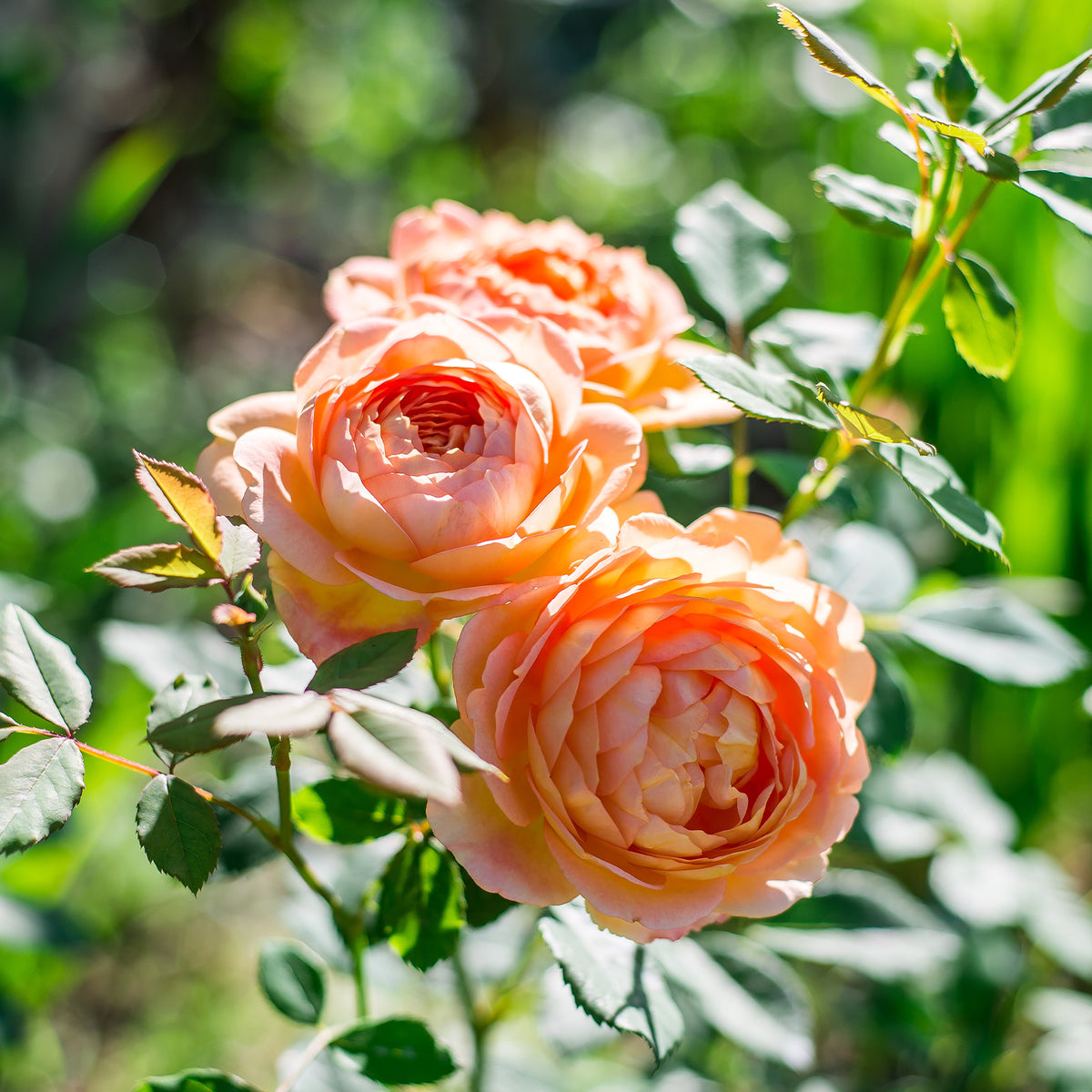 Rosa Lady of Shalott® Ausnyson - Grootbloemige roos Lady van Shalott® - Rozen
